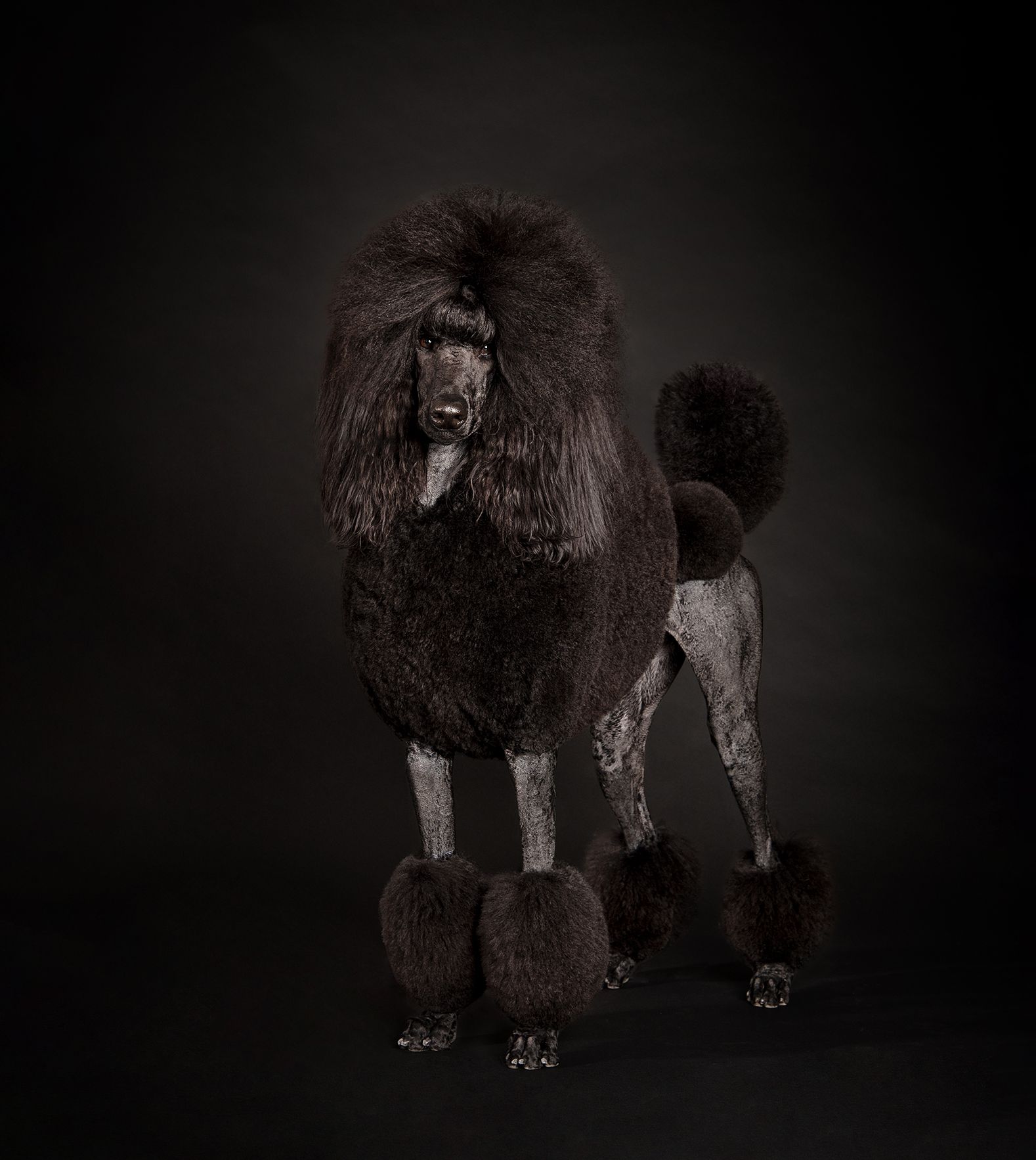 Standard Poodle on a black backdrop in my home studio located in Blackfalds, Alberta. Tripdog Photography, pet photographer.