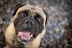 Tuff, Bull Mastiff, Red Deer Pet Portrait, Alberta Photographer