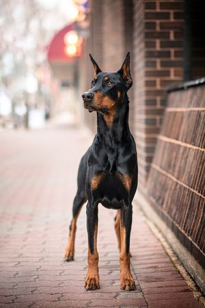 Alberta Photographer, dog photographer. Doberman. Urban portrait session.