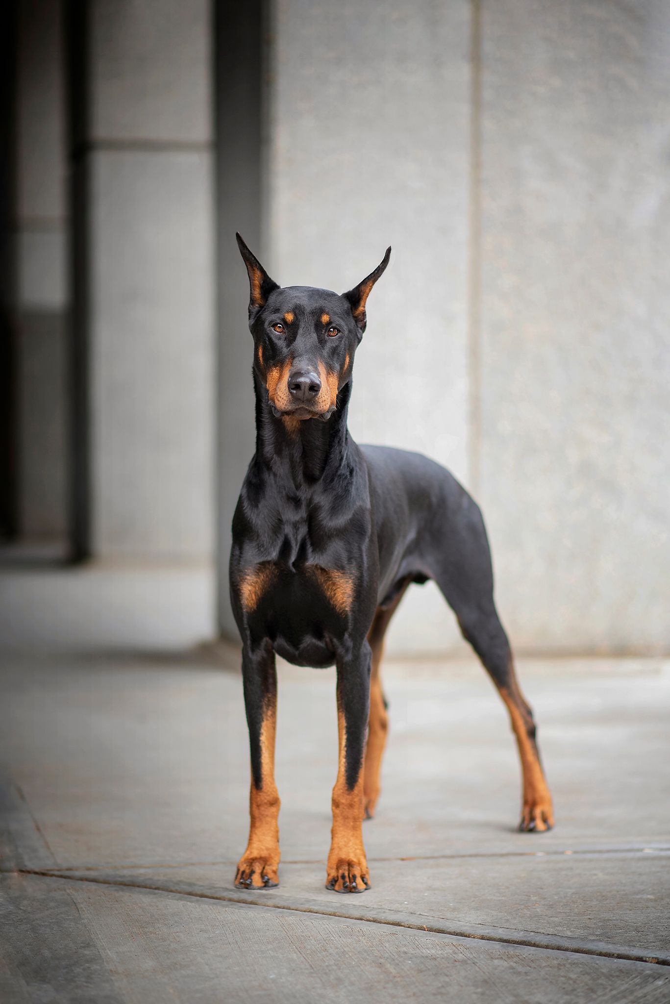 Not sure if pet photography is right for you? If your pet is your life, you're in the right place.