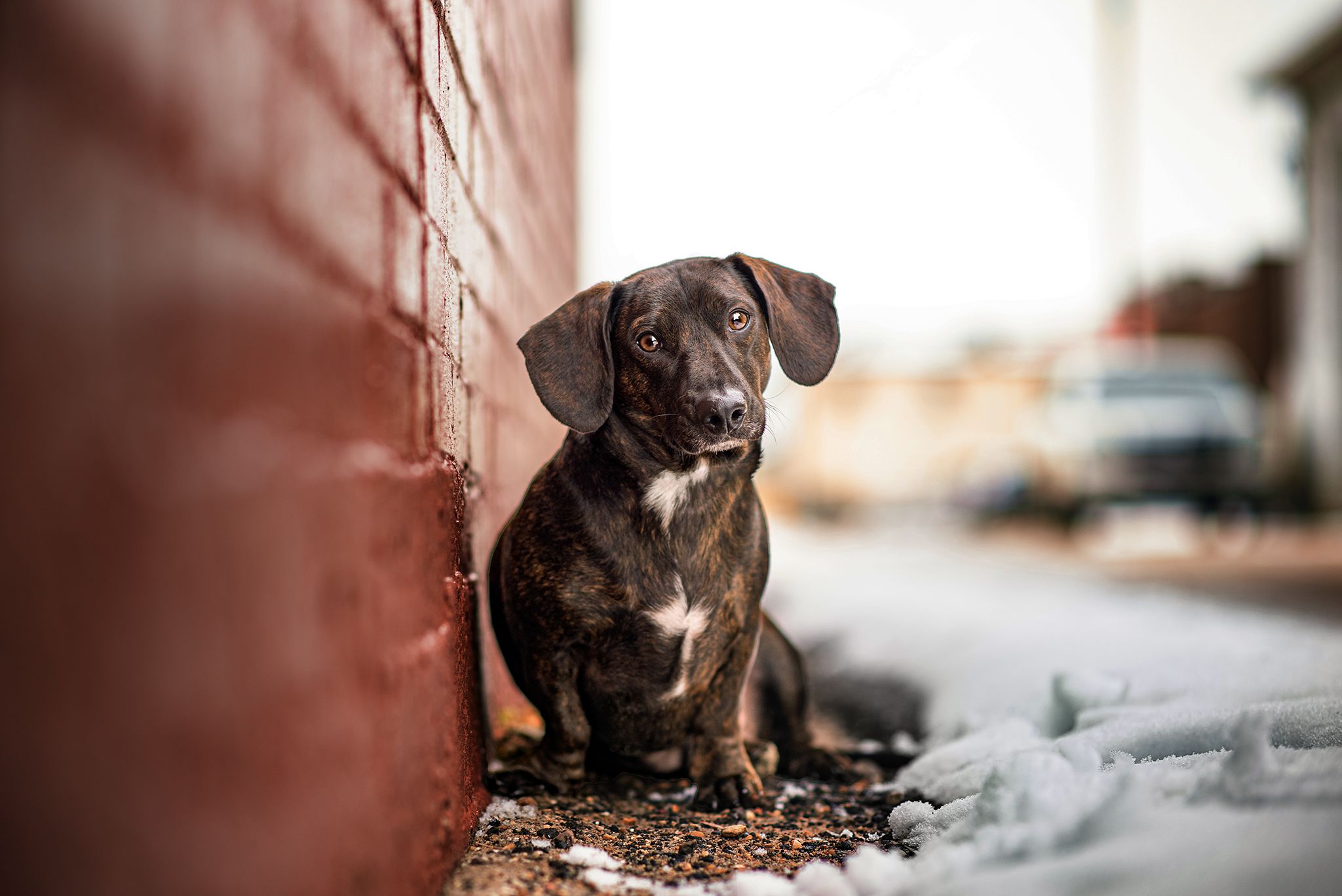 Leroy, a miniature Dachshund in Red Deer Alberta. Red Deer Pet Photographer.