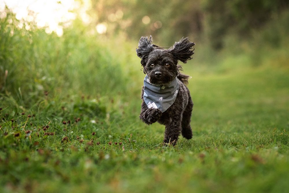 Photographer near me. Pet Portrait. Family Portrait.