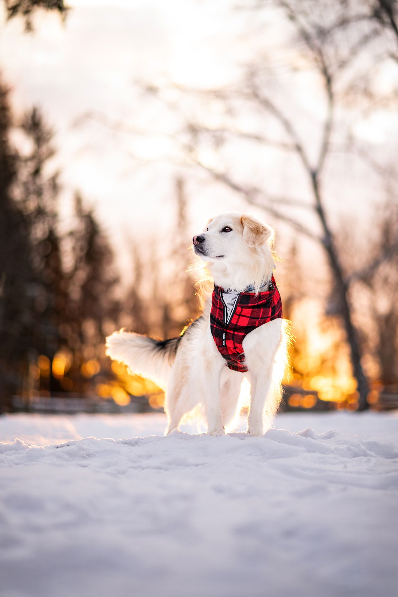 Winter Dog Portrait Tripdog Photography, Alberta Pet Photographer.