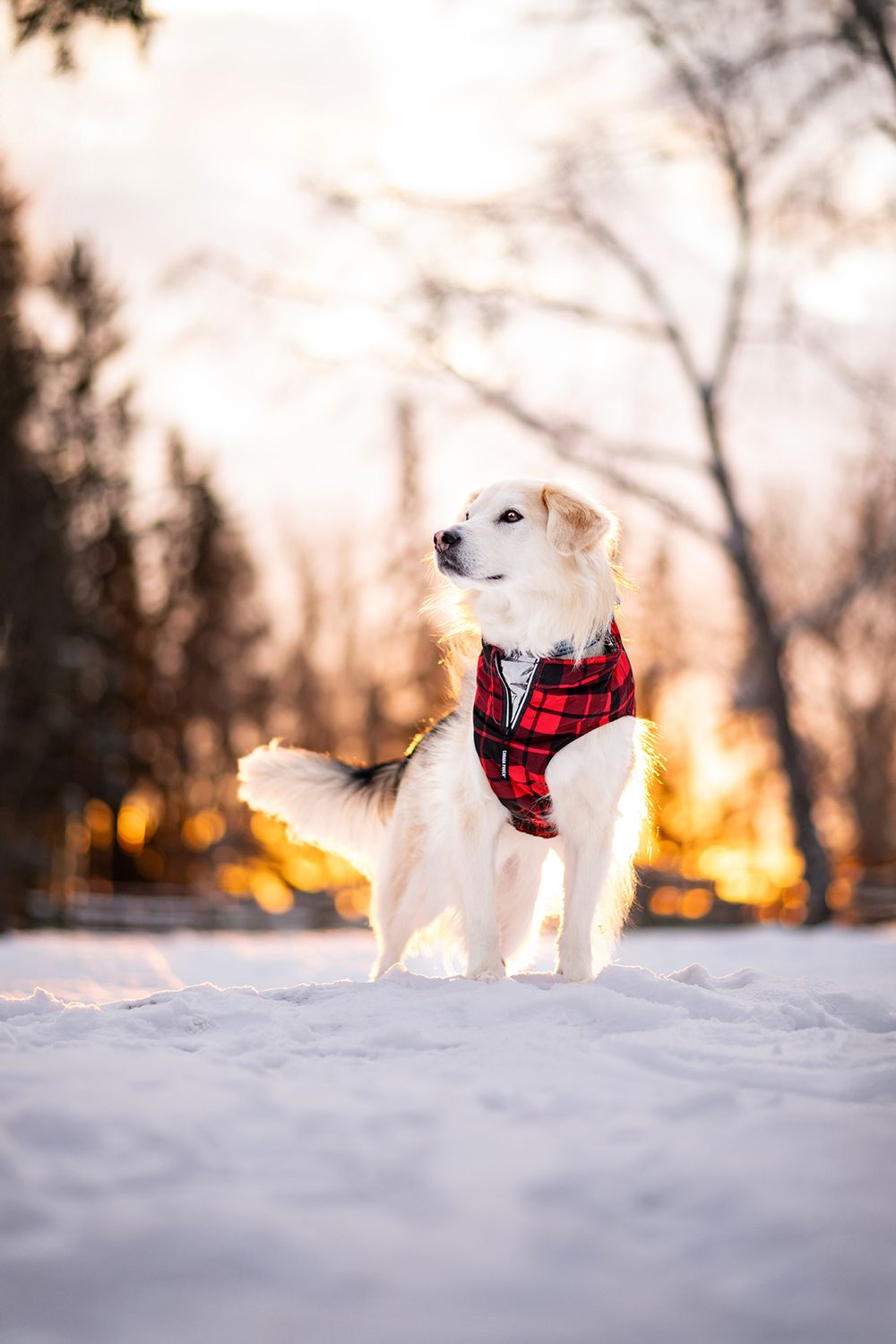 Winter Dog Portrait Tripdog Photography, Alberta Pet Photographer.