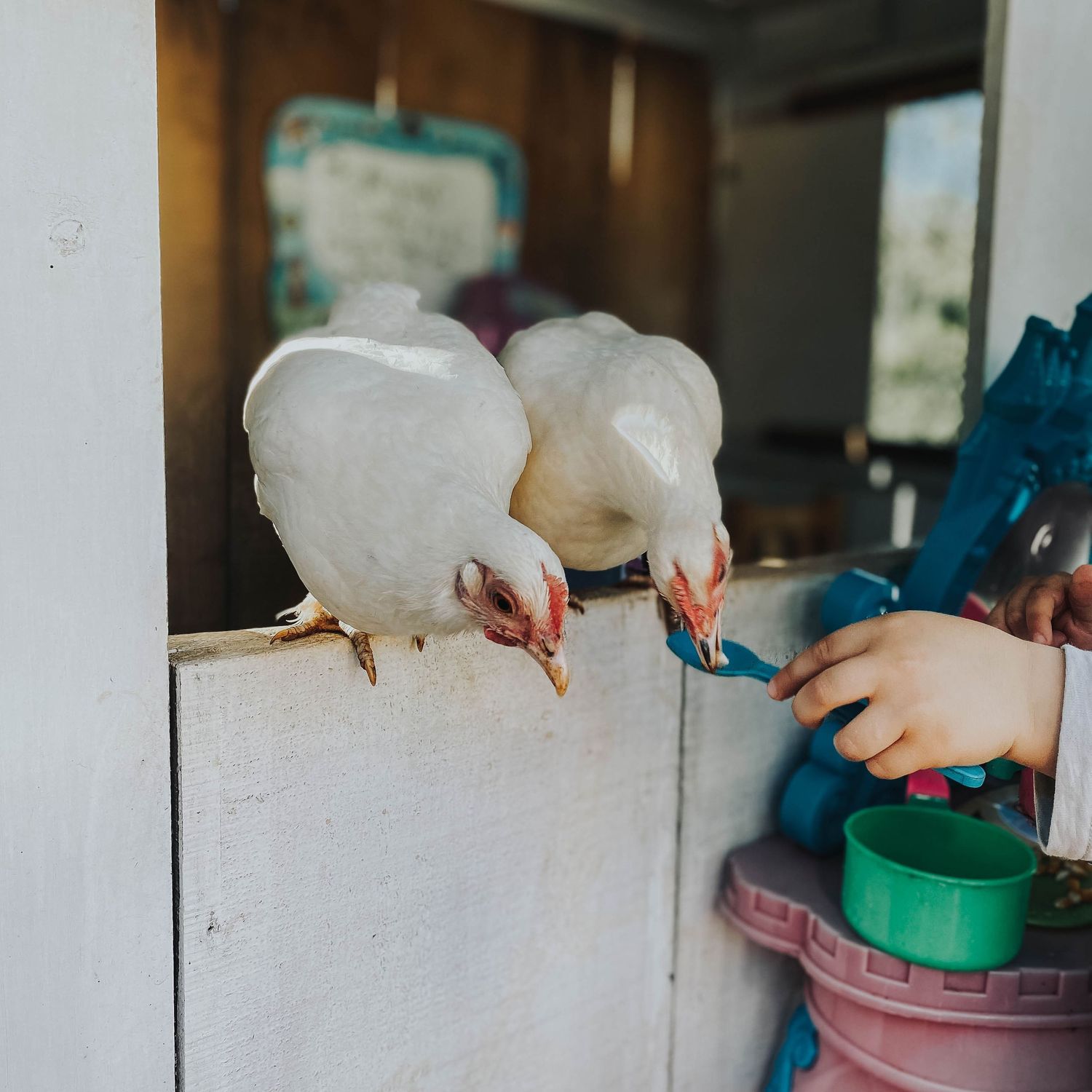 fotografía familiar con animales, niño dando de comer a gallinas