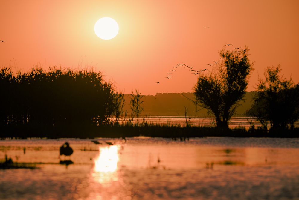 Orange sunset reflects on calm wetland waters with silhouettes of trees and birds against a warm evening sky.