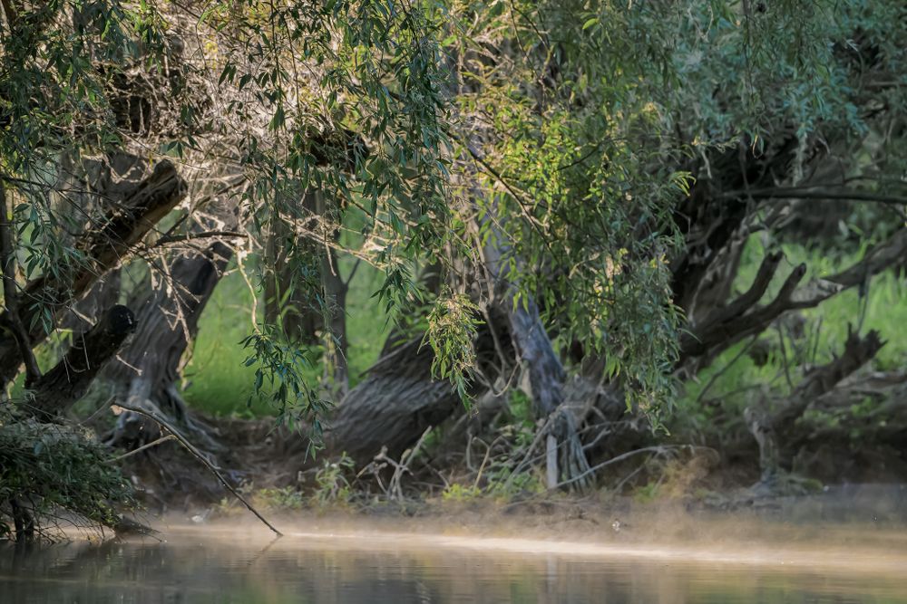 Misty morning scene along a riverbank with overhanging trees and dense foliage creating a peaceful atmosphere.