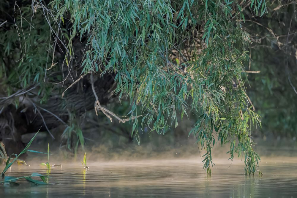 Misty river scene with willow branches hanging over calm water at dawn or dusk.