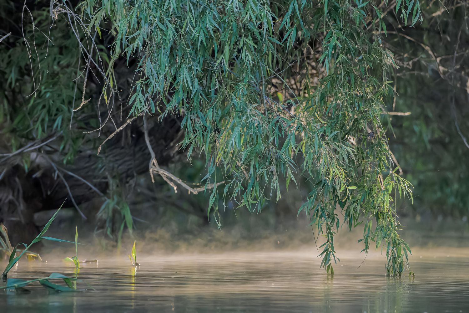 Misty river scene with willow branches hanging over calm water at dawn or dusk.