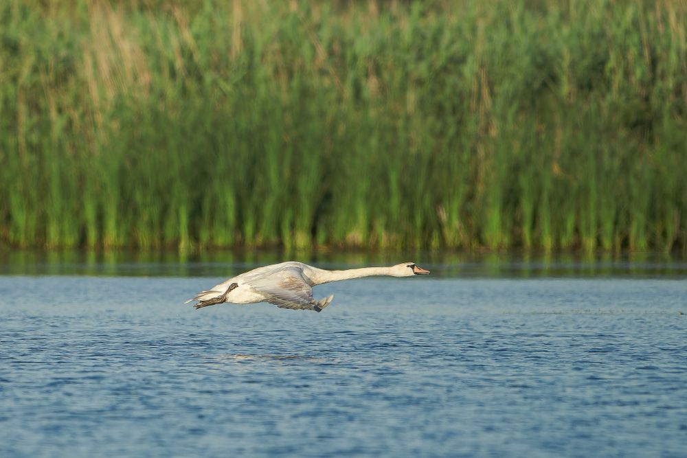 A mute swan flies low over blue water with wings outstretched against a backdrop of green reeds.