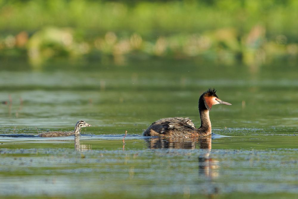 A little grebe swimming in calm green water with lily pads, showing its distinctive reddish-brown neck and head.