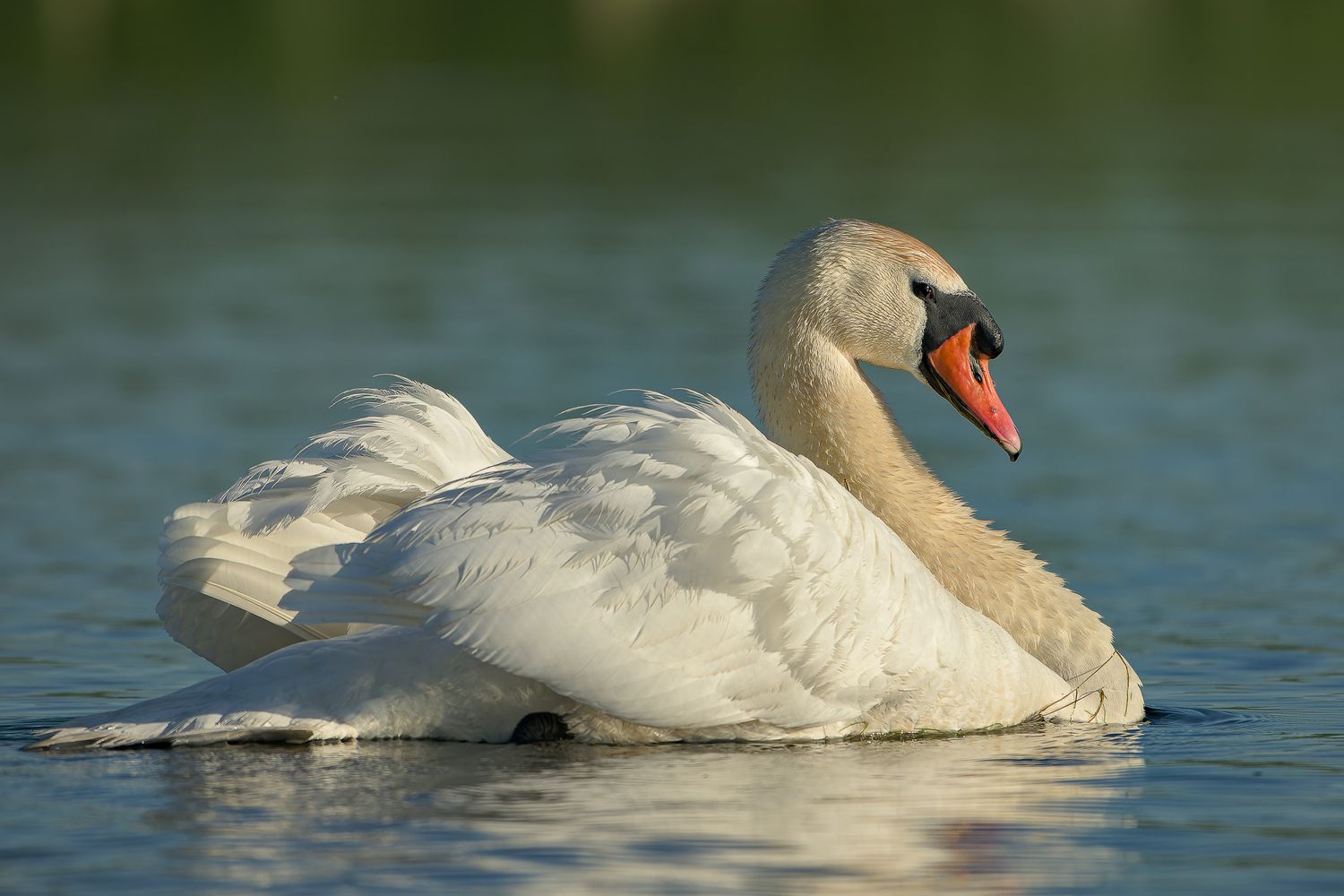 Graceful white mute swan gliding across calm blue water on a sunny day.