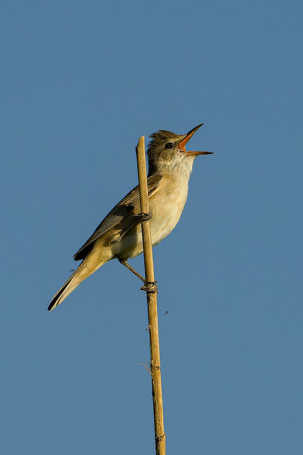Small songbird perched on thin branch against blue sky with open beak in singing pose.