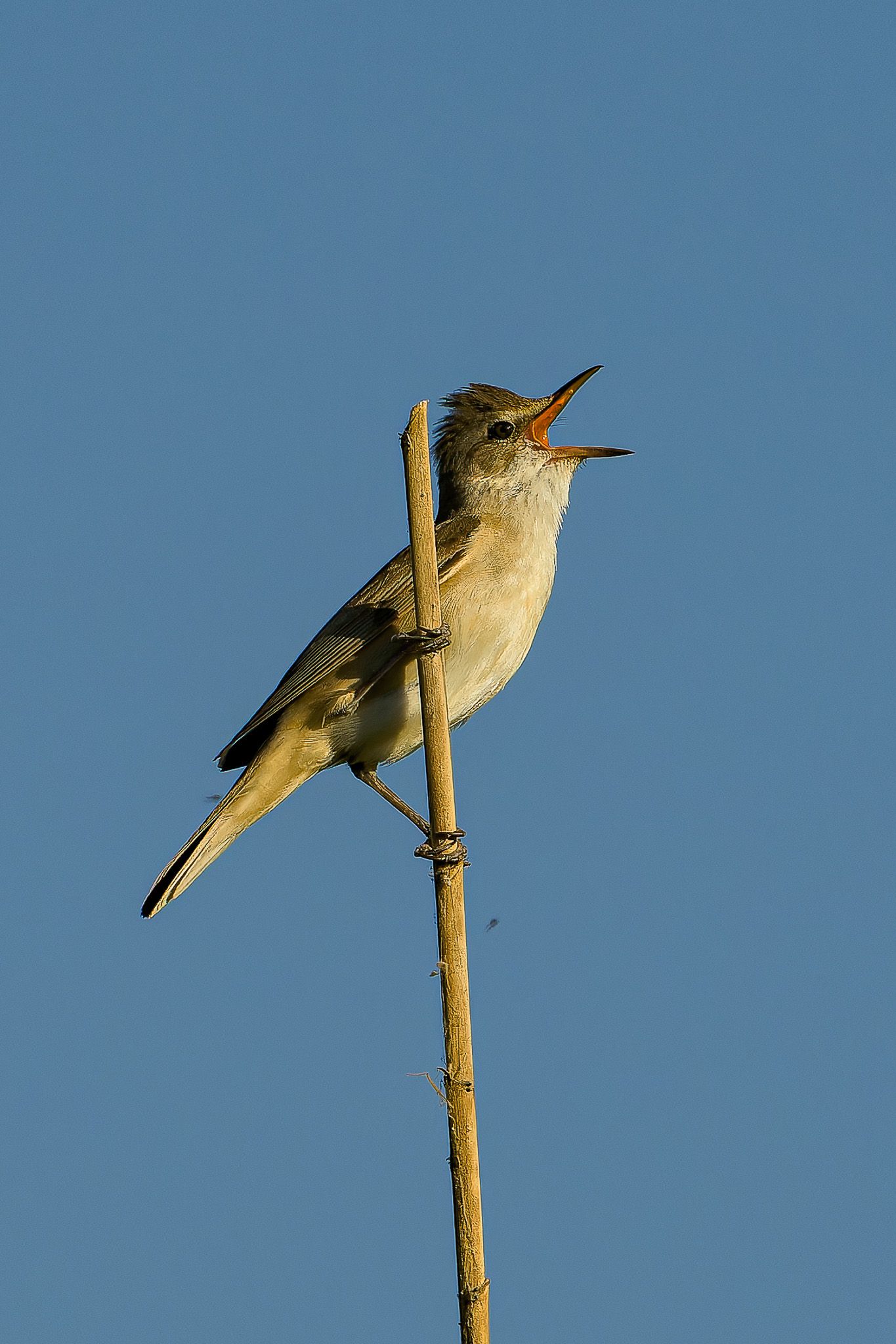 Small songbird perched on thin branch against blue sky with open beak in singing pose.