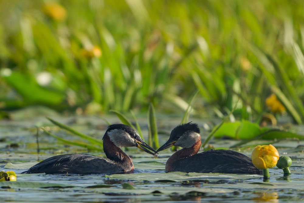Two dark coots swimming among lily pads and yellow blooms in calm waters during summer.