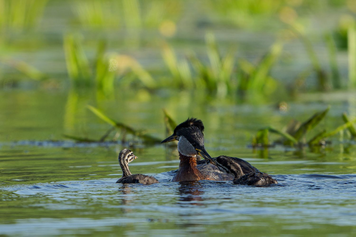 A wood duck glides gracefully through green water plants and lily pads in bright natural lighting.