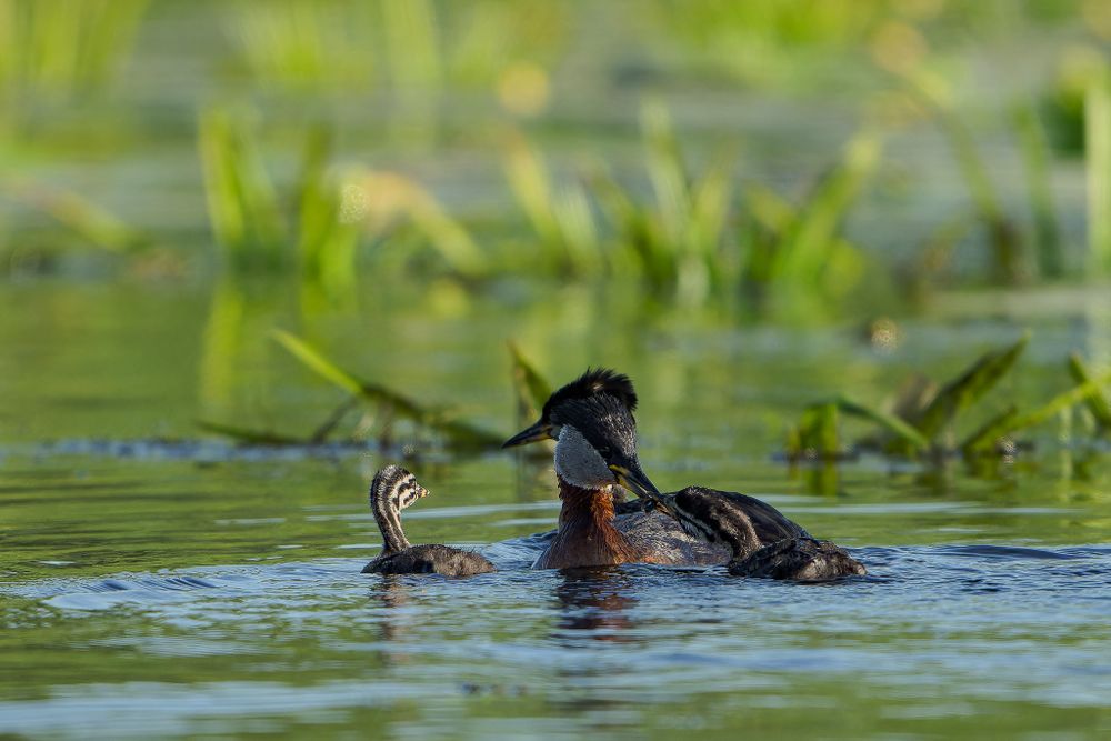A wood duck glides gracefully through green water plants and lily pads in bright natural lighting.