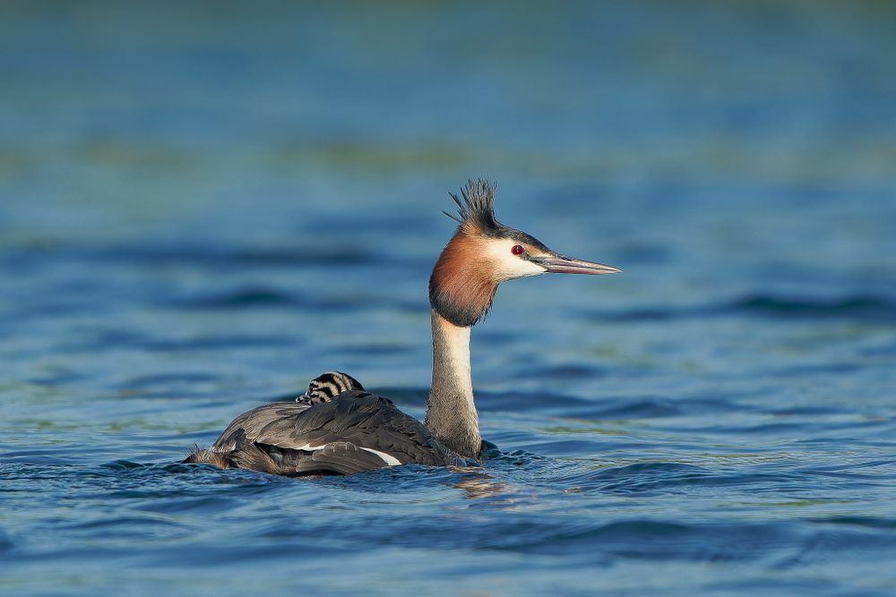 A Great Crested Grebe with distinctive copper head feathers swims gracefully in blue rippling water.