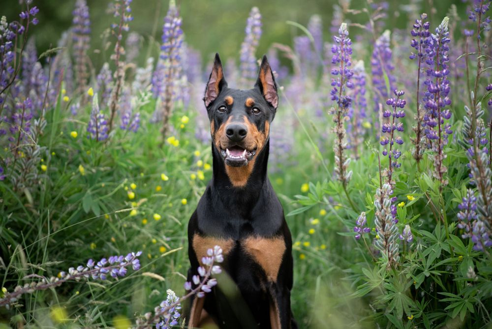 Happy Doberman dog smiling among purple lupine flowers in garden.