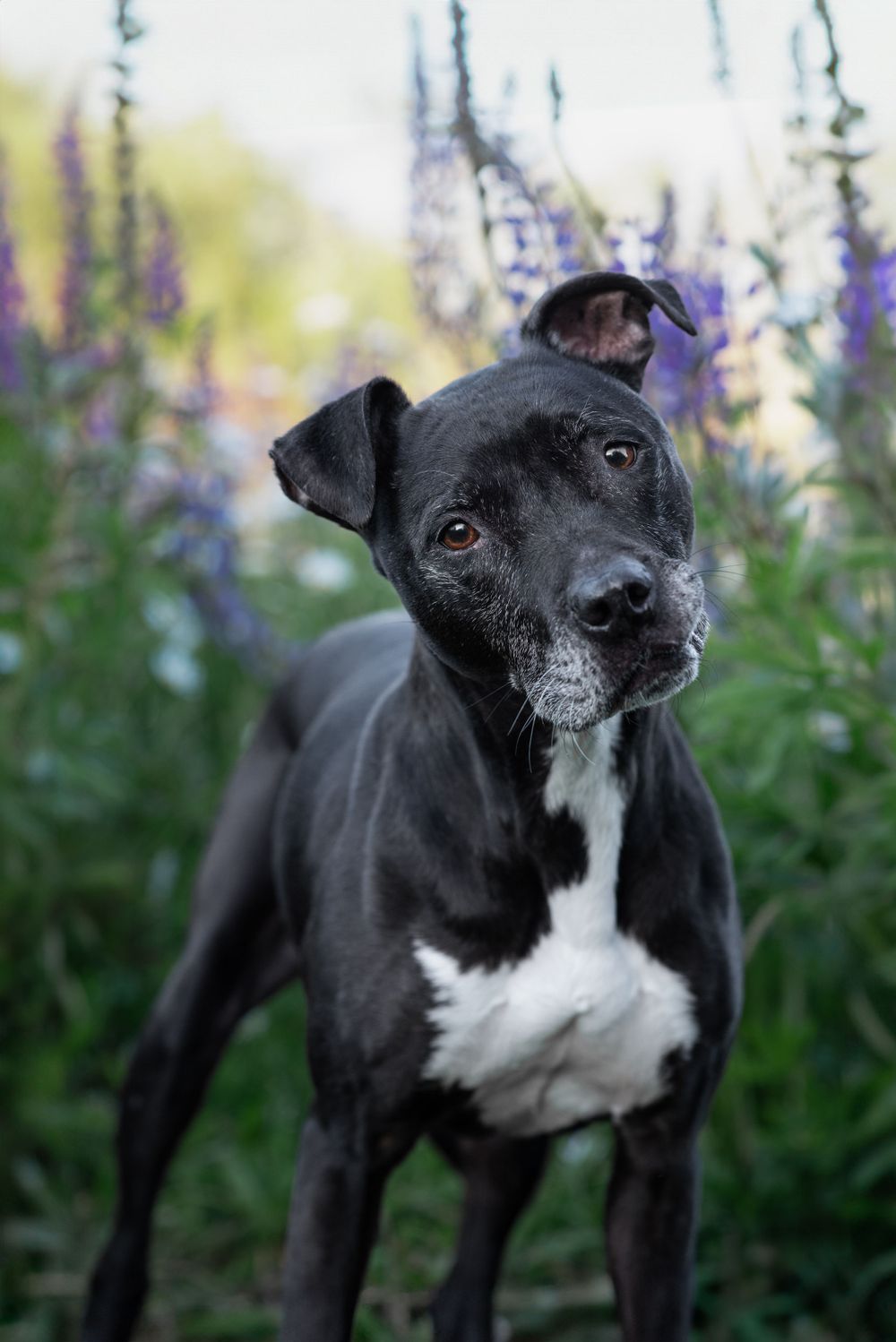 Black and white pit bull type dog poses in front of purple wildflowers.