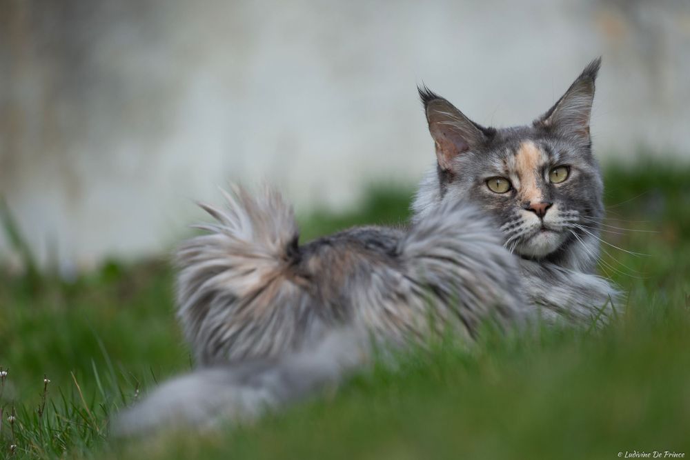 ludivine de prince photographie animal de compagnie connexion chat maincoon