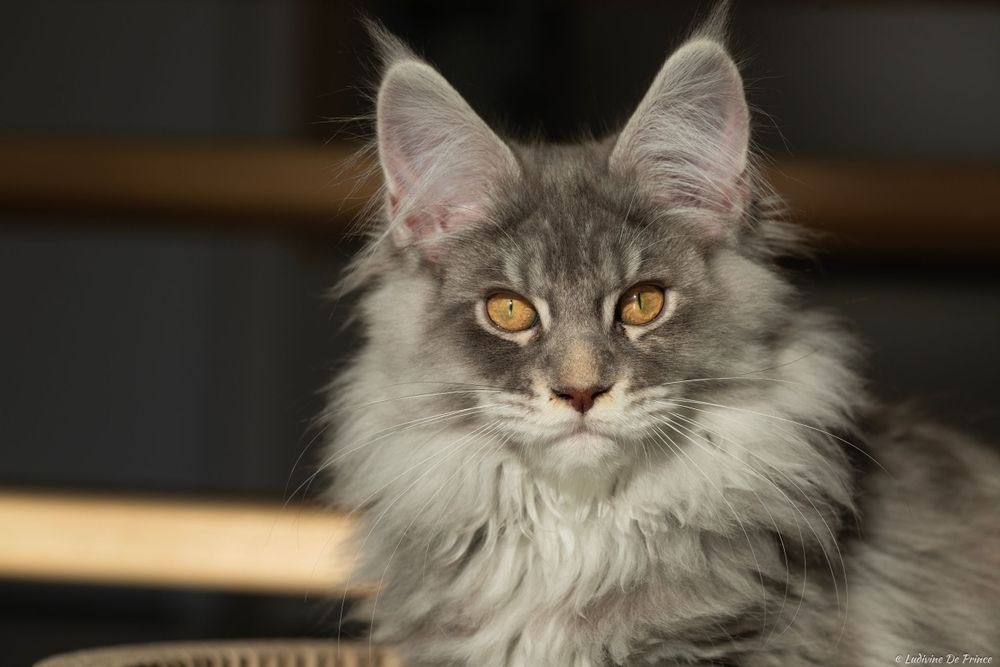 ludivine de prince photographie animal de compagnie connexion chat maincoon