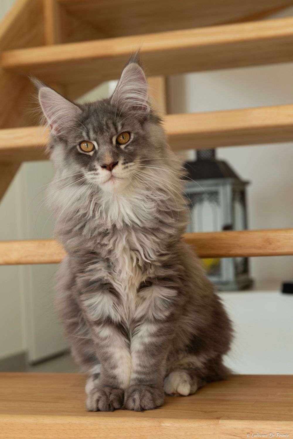 ludivine de prince photographie animal de compagnie connexion chat maincoon