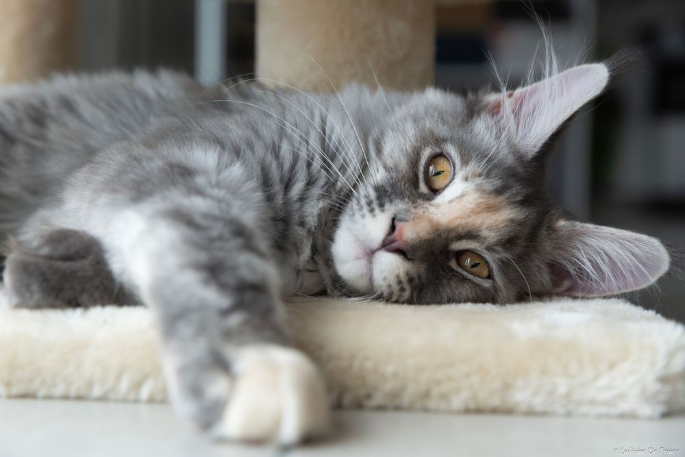ludivine de prince photographie animal de compagnie connexion chat maincoon