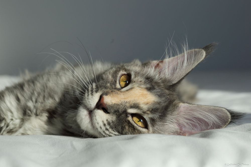 ludivine de prince photographie animal de compagnie connexion chat maincoon