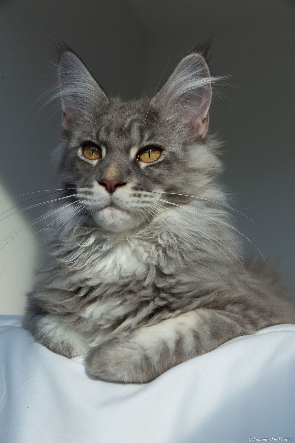 ludivine de prince photographie animal de compagnie connexion chat maincoon