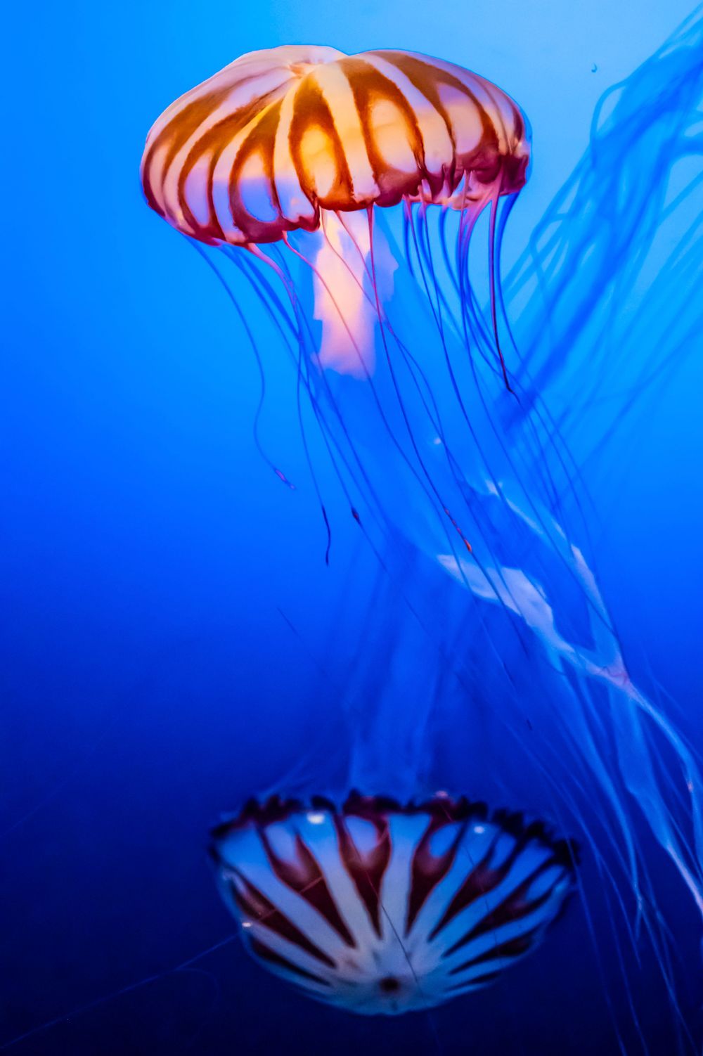 Luminous orange jellyfish floating gracefully in deep blue water.