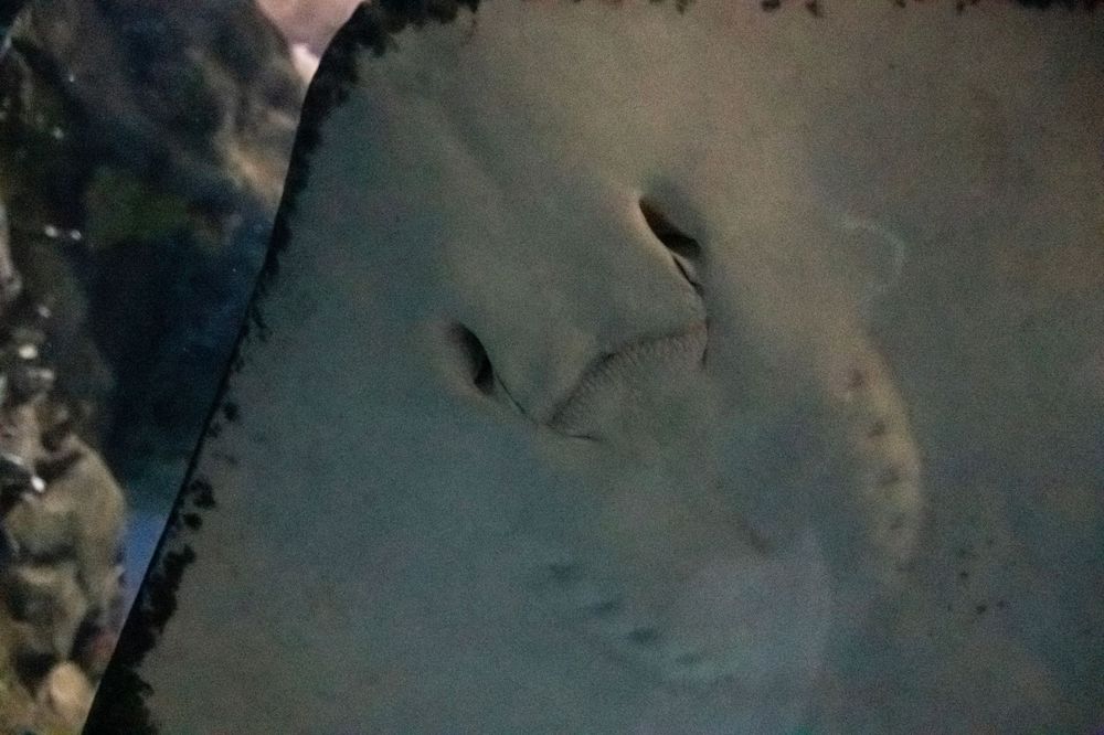 Two mysterious tadpole-like shapes swimming in dark murky water.