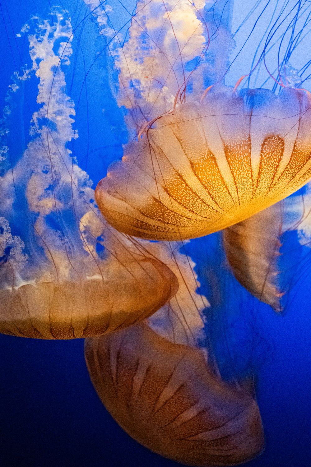 Orange jellyfish with striped patterns float gracefully against a deep blue ocean backdrop.