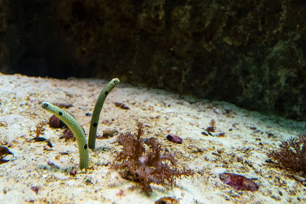 A small green garden eel emerges from sandy seafloor in an underwater scene.