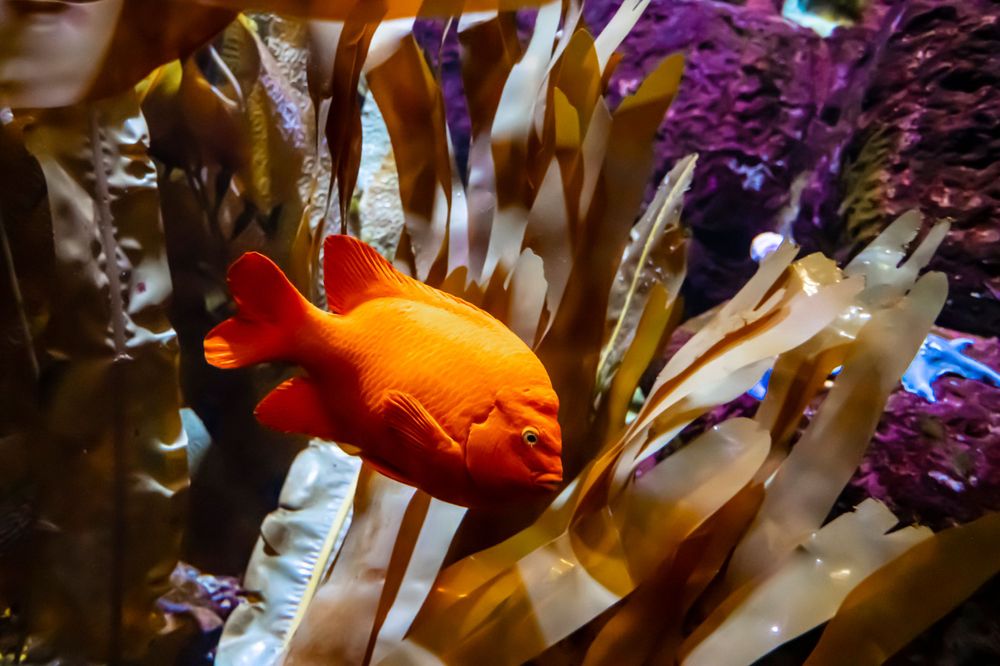 Bright orange tropical fish swimming among colorful coral in an aquarium.
