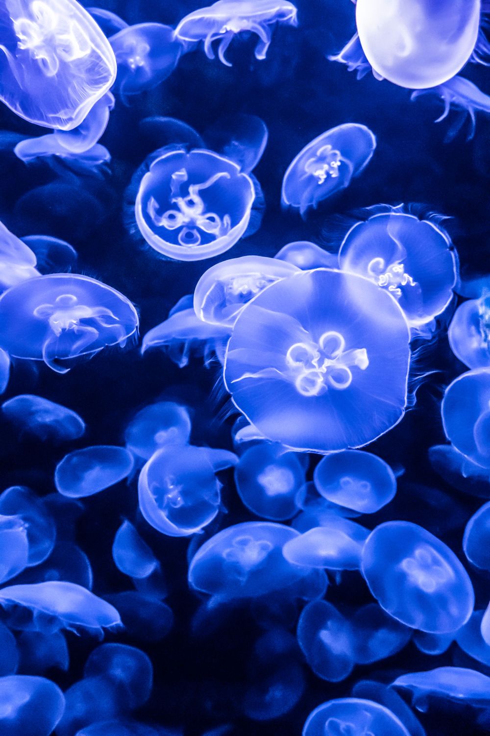 Group of bioluminescent jellyfish glowing bright blue in dark waters.