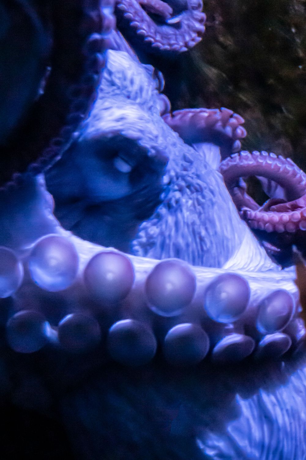 Close-up of purple octopus tentacles with suction cups in dark water.