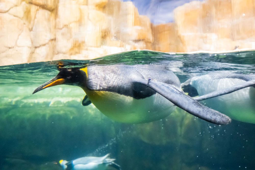 Emperor penguin swimming underwater with bubbles trailing behind.