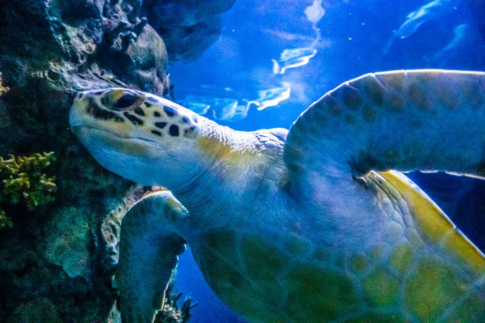Sea turtle swimming gracefully in blue underwater environment.