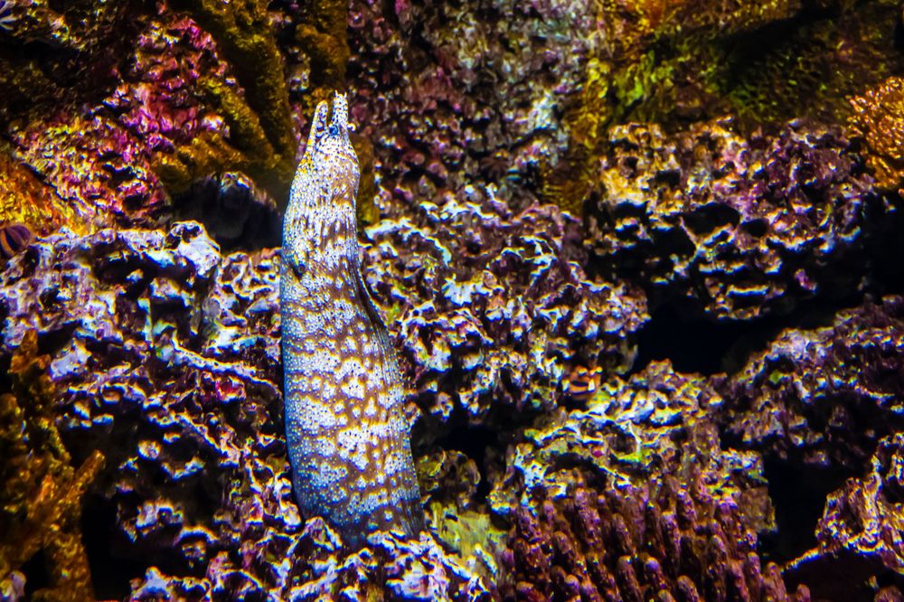 Spotted sea cucumber among colorful coral reef formations.