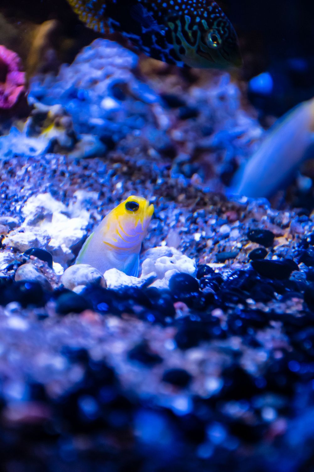 A yellow-headed goby fish emerges from its burrow in a vibrant blue coral reef setting.