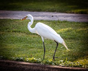 White egret gracefully walks through grass in a panoramic nature scene.
