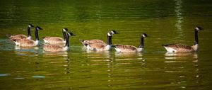 Line of five Canadian geese swimming in formation across green-tinted water.