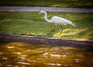 A white egret walks along the edge of muddy water on a grassy bank.