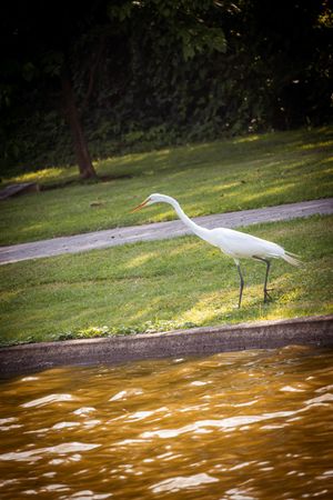 Graceful white egret standing near brown rushing water with green grass in the background.