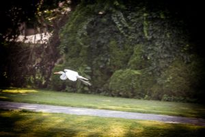 A white egret caught mid-flight with wings spread against a blurred natural background.
