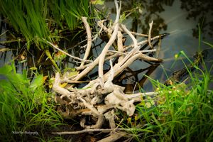 Close-up of driftwood and green vegetation along riverbank near covered bridge.