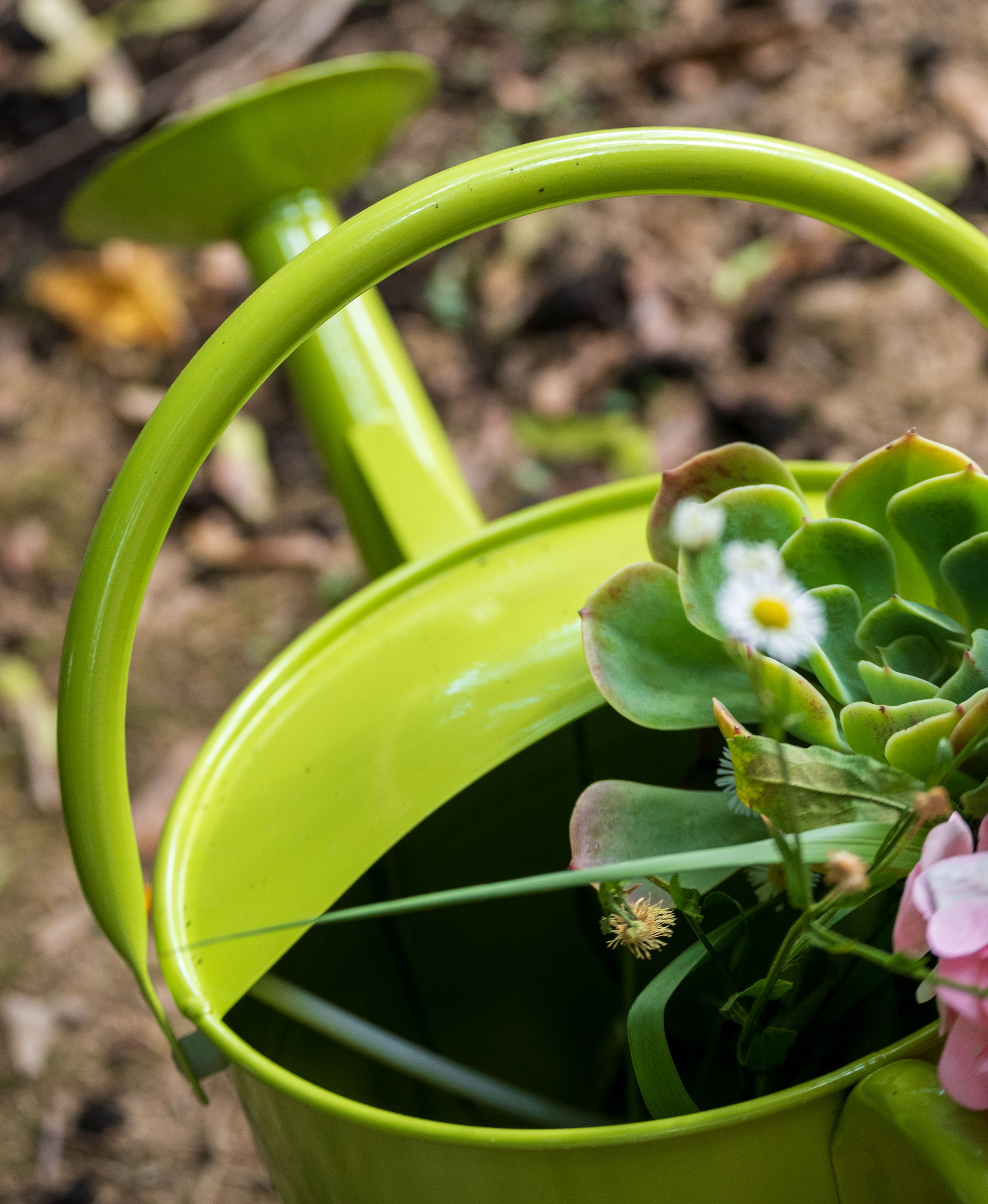 Small strawberry plant growing in a bright green watering can with delicate white and pink flowers blooming.