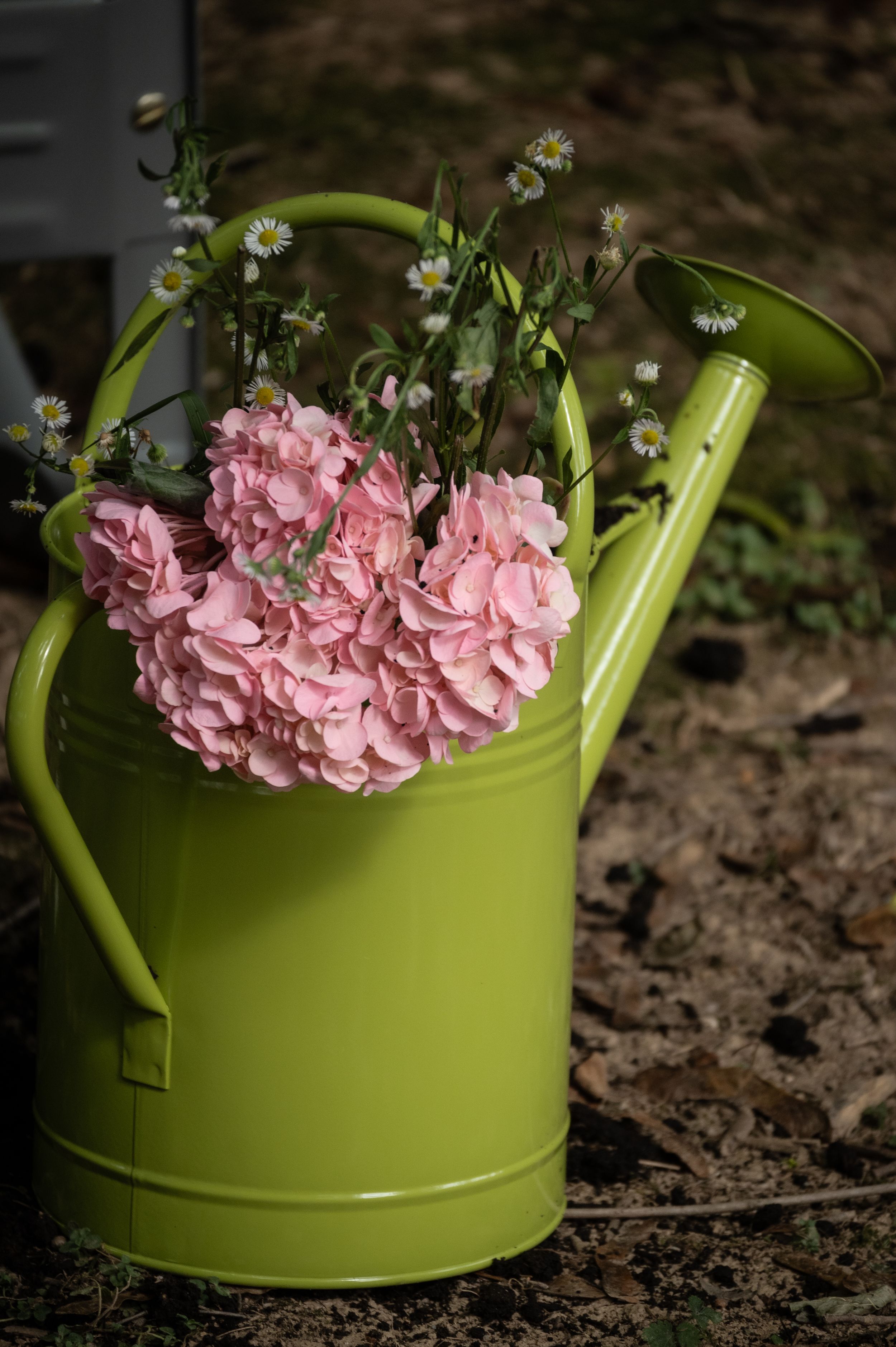 Beautiful pink hydrangeas and small white flowers arranged in a lime green metal watering can on dark soil.
