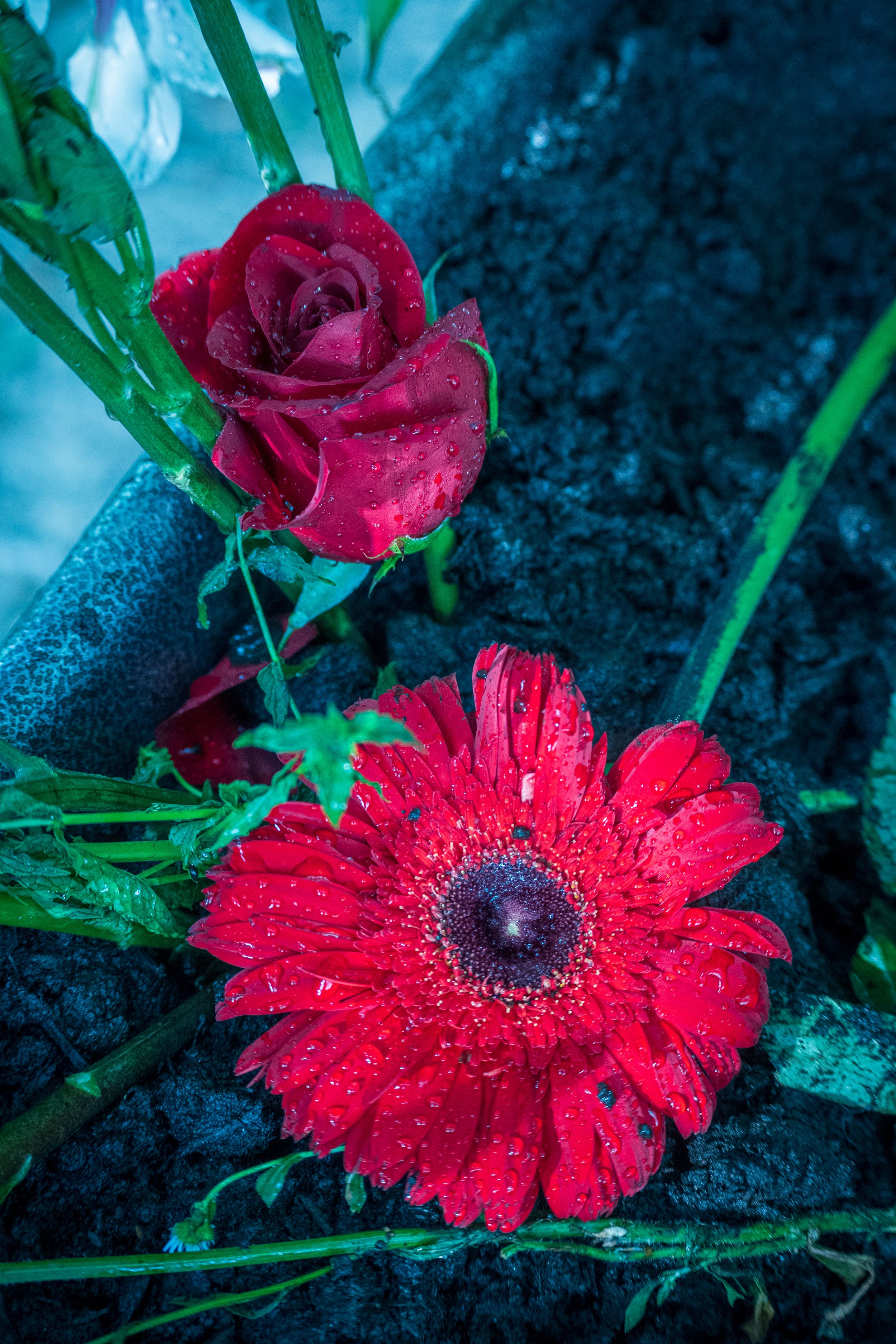 Red roses and gerbera daisies with water droplets sparkle against a dark background in an artistic floral series.